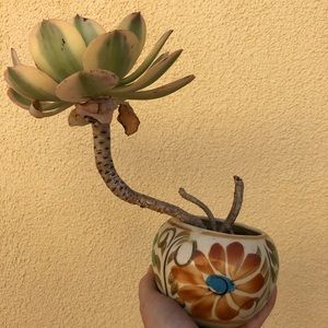 Adorable Planter hand painted (small)